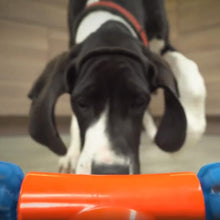 Load image into Gallery viewer, Mobile Automatic Dog Toy