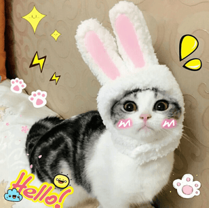 Cat Bunny Ears🔥